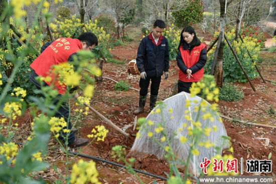 衡东县吴集镇红坪村枫仙岭蔬菜基地的菜农在施肥。肖亚辉 摄