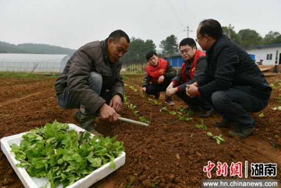 衡东县吴集镇红坪村枫仙岭蔬菜基地的菜农在施肥。肖亚辉 摄